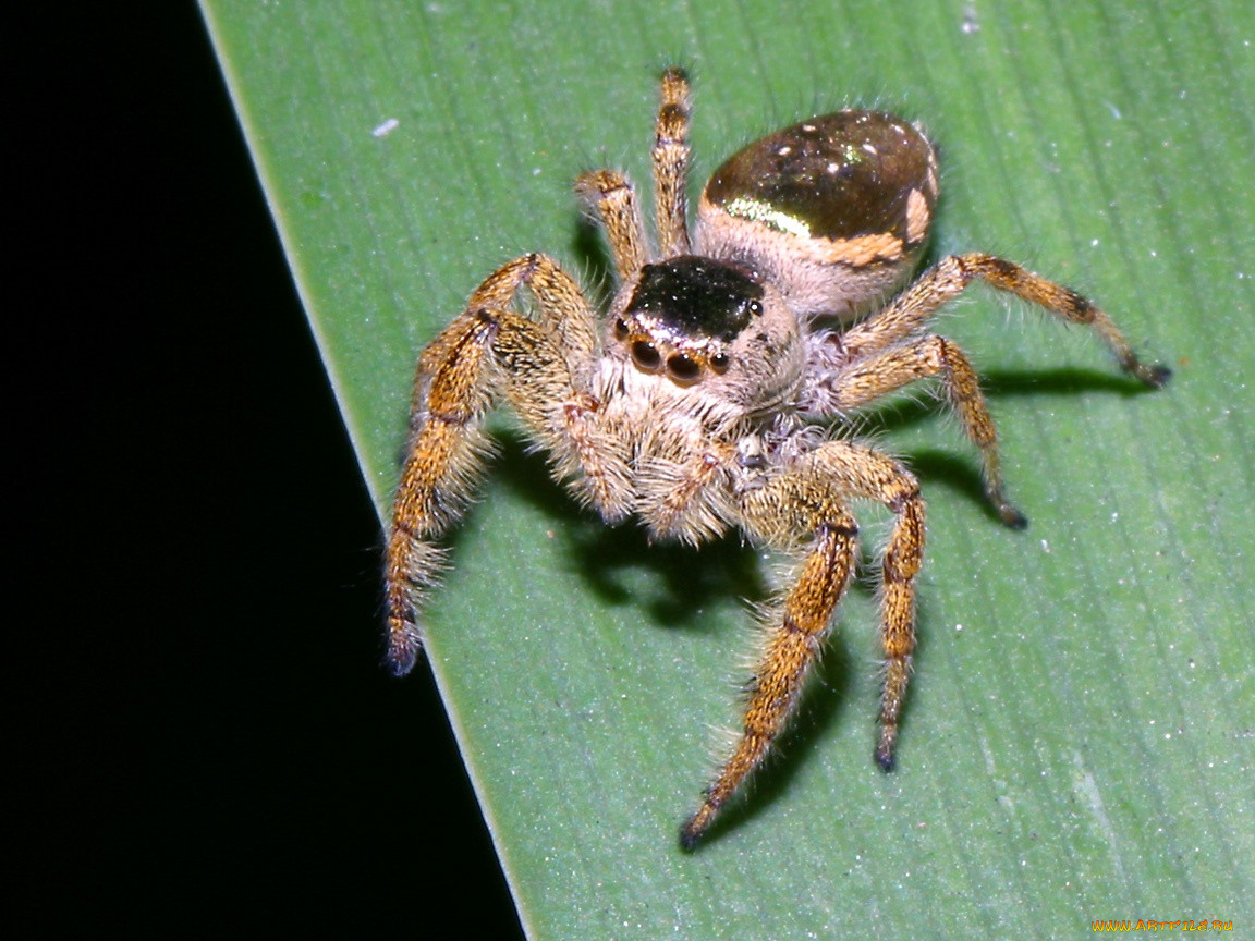 brownmexicanjumpingspider, , 